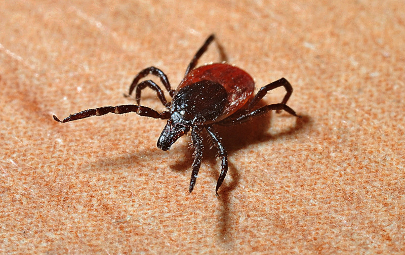 Biorezonans
